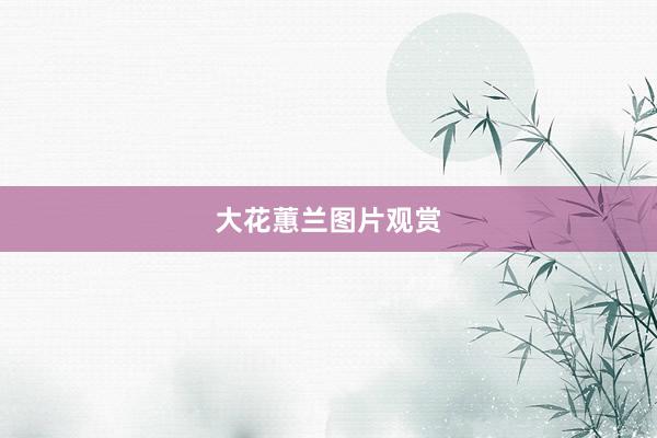 大花蕙兰图片观赏